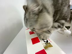 -喵的天空名猫咖啡馆·撸猫·猫舍·用品