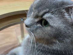-MOCHA明星猫咖(田子坊店)