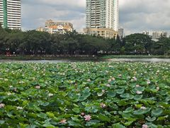 -荔湾湖公园
