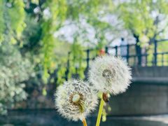 -上海共青森林公园