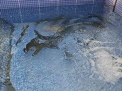 -北京龙庆四季香农家饭庄·灶台鱼·碳烤虹鳟鱼(龙庆峡店)