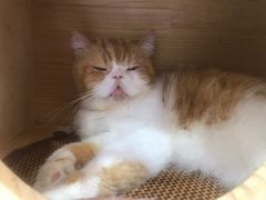 -喵园·猫主题咖啡厅·撸猫·猫咖(国贸店)