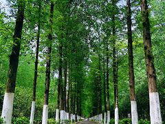 -合肥滨湖国家森林公园