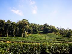 -欣怡茶庄·始于1999(梅家坞店)