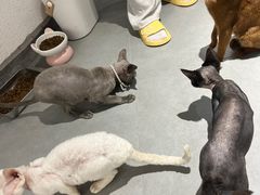 -琪喵猫屋·撸猫猫咖·猫舍