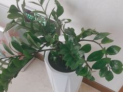 -优诺口腔·VIP尊享中心(爱建机构)