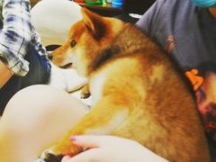 -逗柴咖啡屋·狗咖猫咖宠物桌游