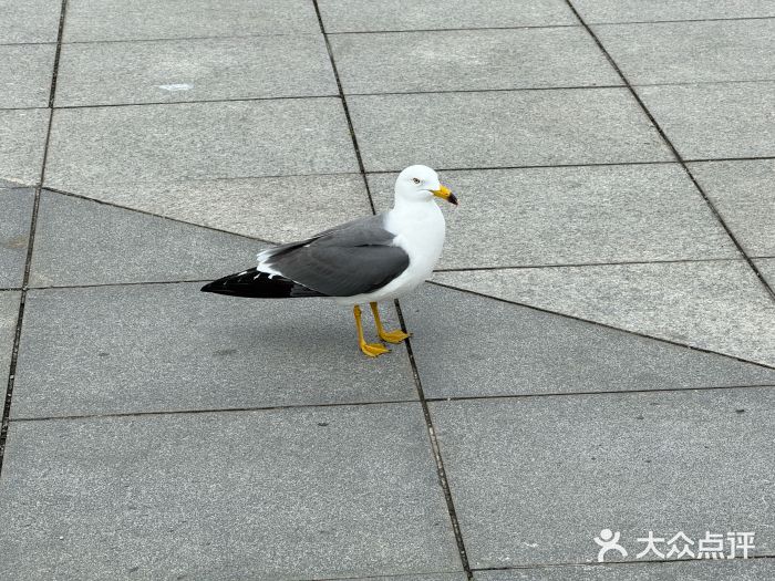 东港音乐喷泉广场图片