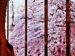 -桂满陇·海市蜃楼·黑金(国金店)