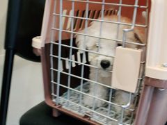-艾贝尔宠物医院·24H转诊中心·肿瘤猫专科(江宁双龙店)