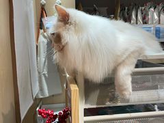-有猫咖啡umeow coffee