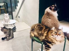 -猫儿山۰猫主题餐厅