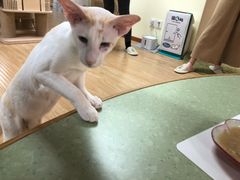 -猫和宫(六道口店)