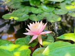 -肴约·花园式餐厅(湖里店)