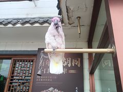 -大胡同天津菜·海肠捞饭·津门皮皮虾锅贴一绝(西姜井店)