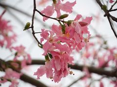 -风云岭森林公园