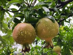 -西安华清御汤酒店