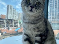 -怪兽屋·羊驼·猫咖·狗咖(俊华广场店)