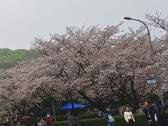 -武汉大学-樱园
