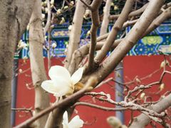 -护国法轮寺