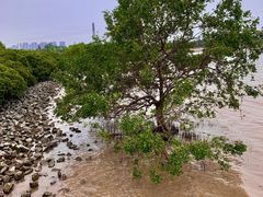 -宝安西湾红树林湿地公园