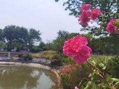 -鹅湖玫瑰文化园