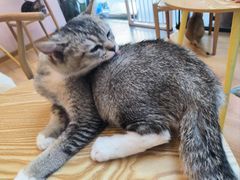 -猫咪派对(江南西店)