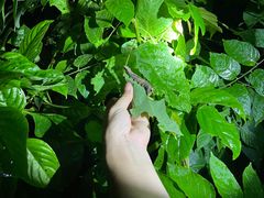 -中国科学院西双版纳热带植物园
