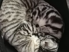 -猫尾侦探俱乐部·剧本杀·狼人杀