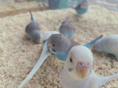 -怪兽屋·羊驼·猫咖·狗咖(俊华广场店)