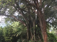 -墨尔本皇家植物园