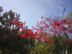 -石老人观光园