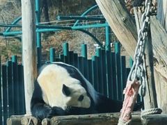 -沈阳森林动物园