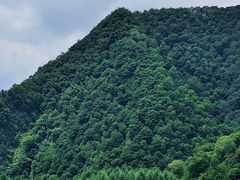 -狮子沟牧场
