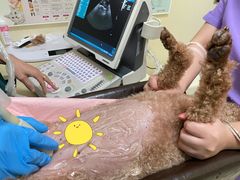 -瑞派康怡24h宠物医院·犬猫医疗中心·微创绝育(瑞景分院)