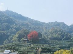 -国生茶庄·地道农家菜团建活动