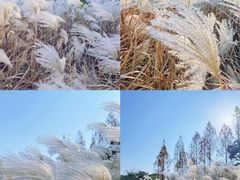 -贡湖湾湿地公园