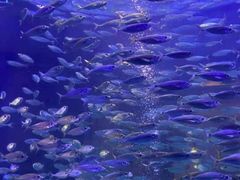 -迪拜帆船酒店海底餐厅