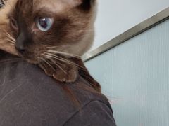 -纳吉亚猫专科动物诊疗中心(蒋宅口分院)