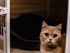 -猫宠乐园·专业洗护