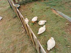 -光明小镇欢乐田园