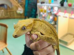 -藦茜花园宠物主题亲子互动体验馆(国顺东路店)