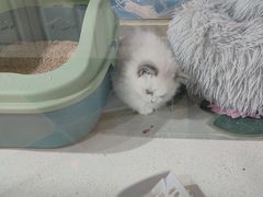 -糯米喵星人总部直营旗舰店·猫舍·幼猫出售
