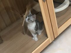 -多卡布奇宠物生活馆(上林世家店)