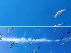 -海驴岛(荣成市)