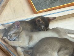 -帕帕拉兹宠物(亚洲旗舰店)