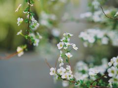 -上海辰山植物园