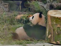 -杭州动物园