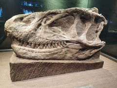 -自贡恐龙博物馆