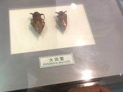 -上海昆虫博物馆